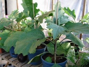 Отечественный климат, к сожалению, не позволяет сеять в открытом грунте семена баклажанов. Поэтому первое, что вам потребуется сделать, – это вырастить рассаду. Для этой цели используют специальные ящики или другую тару, которая устанавливается на подоконнике с солнечной стороны дома или квартиры.