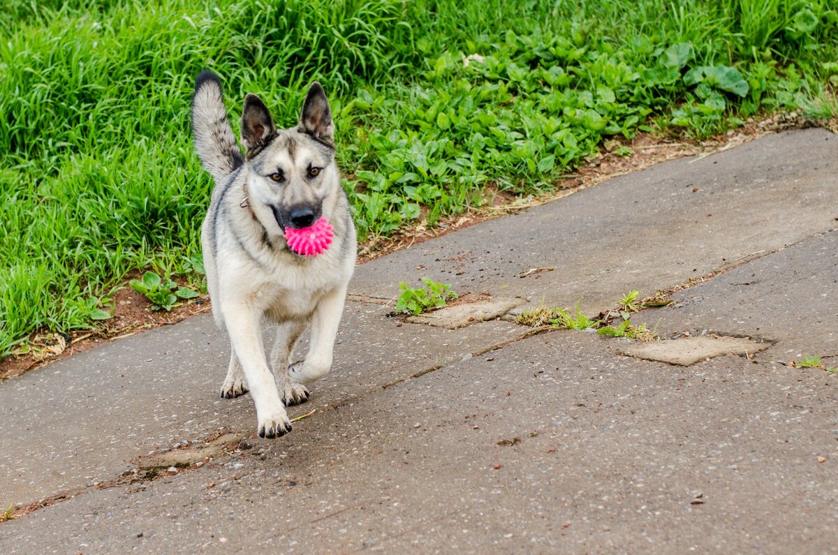Альма очень любит носить различные игрушки