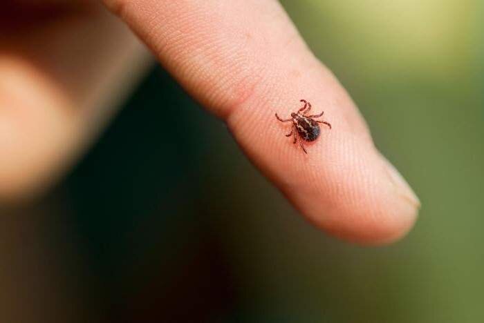 Фото: syl.ru8 843 человека обратились в медицинские организации осле укуса клещей. Это на 11% меньше, чем в прошлом году.