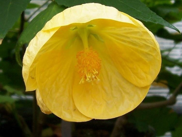 Canary Bird 