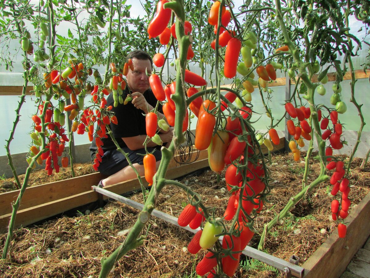 Томат фляшен семена. Томат фляшен характеристика и описание сорта. Томат фляшен характеристика и описание сорта. Томат фляшен семена. Томат флашентоматен flaschentomaten.