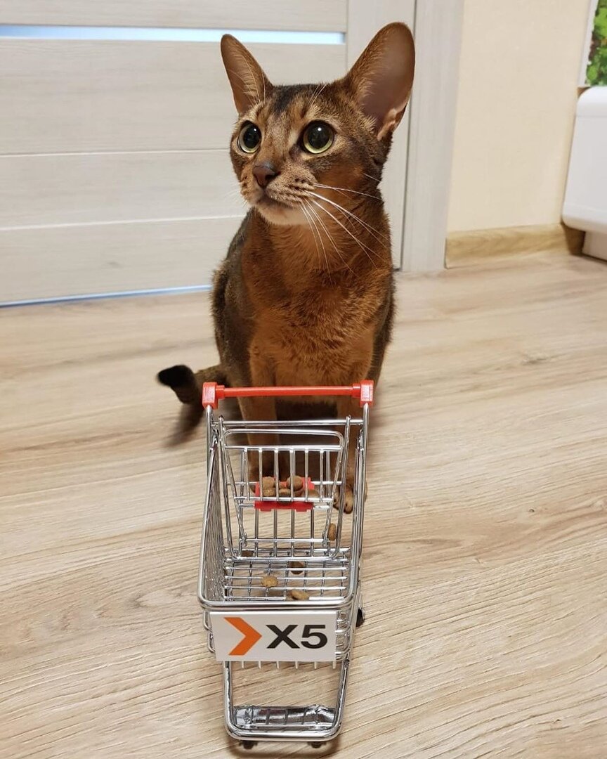 Кот Зевс — звезда Instagram. Фото: instagram.com/zeus_aby