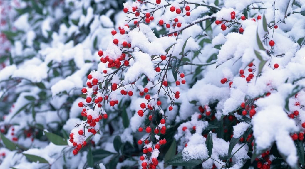 1 декабря — начало календарной зимы