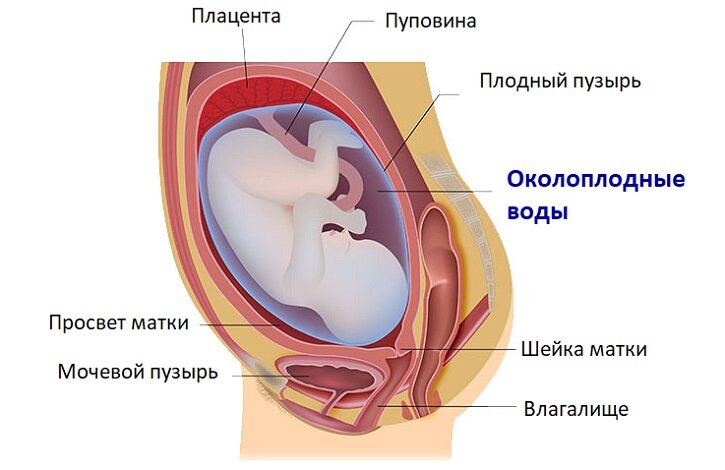 37-40 недели беременности