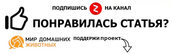 Как лечить рахит у котят - советы от ветеринарной клиники Питомец