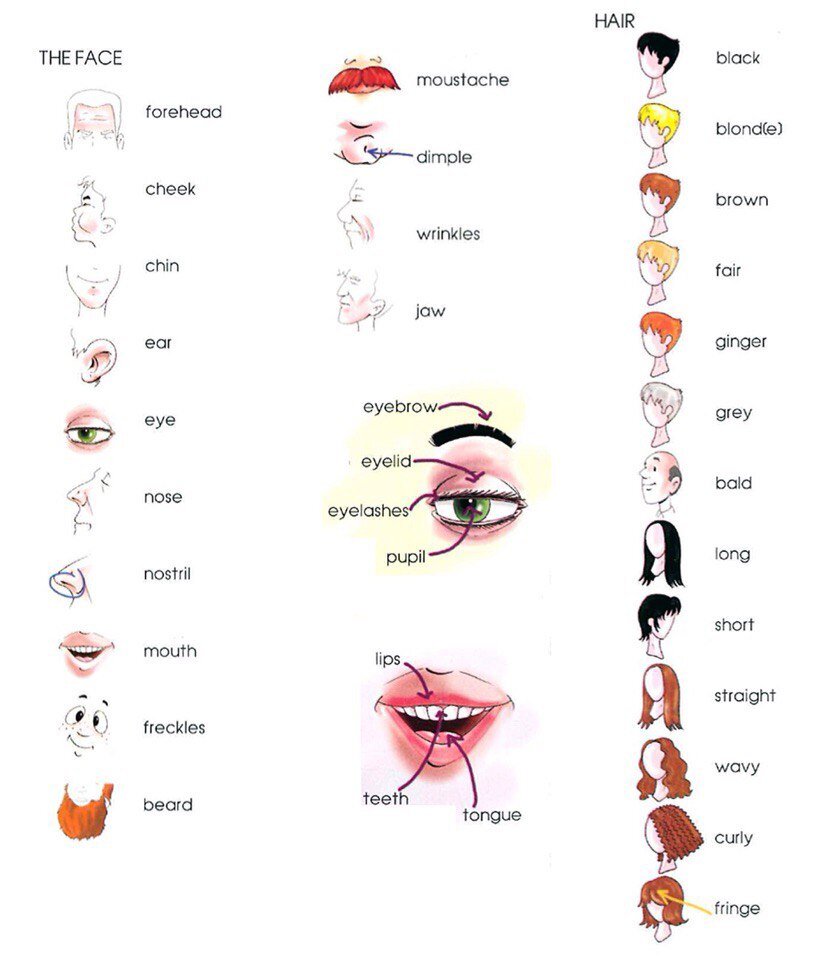 Англ яз описание внешности. Слова на тему внешность на английском с переводом. Английские слова внешность человека. Описание внешности на английском лексика. Описание лица на английском.