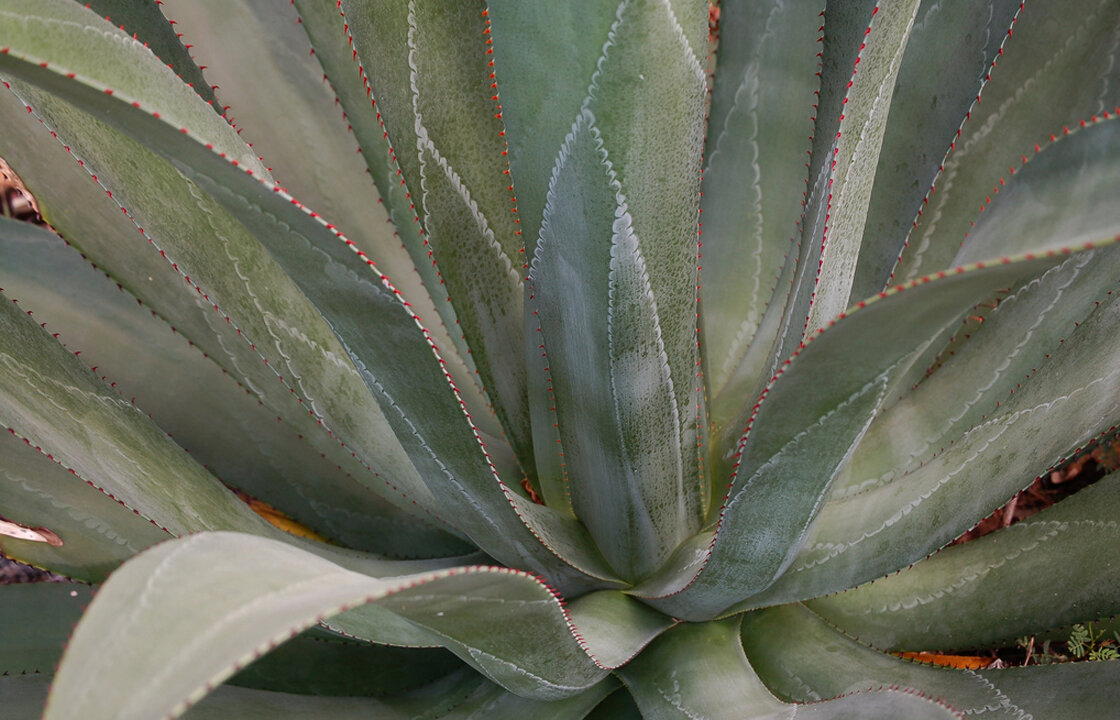 Куст голубой агавы