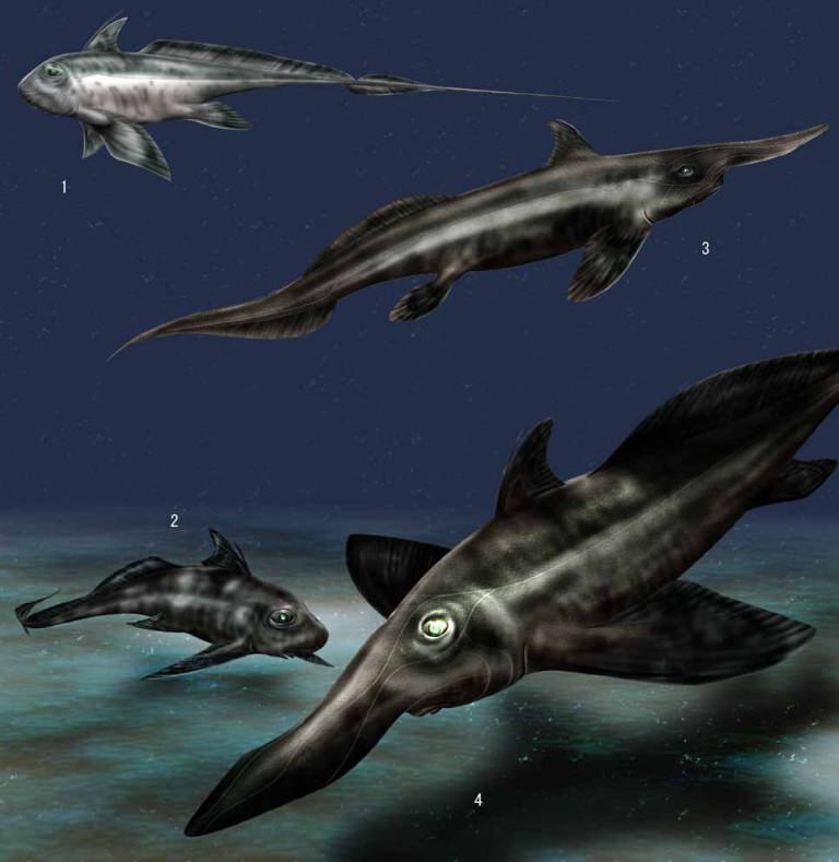 Картинка с сайта ianimal.ru