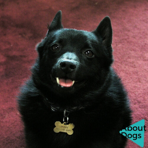 Дьяволенок