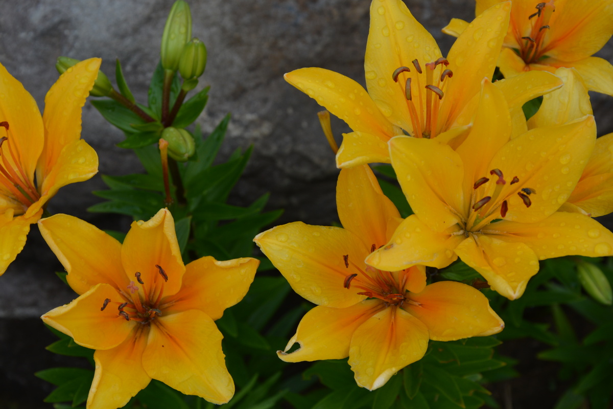 Фото : УСАДЬБУШКА