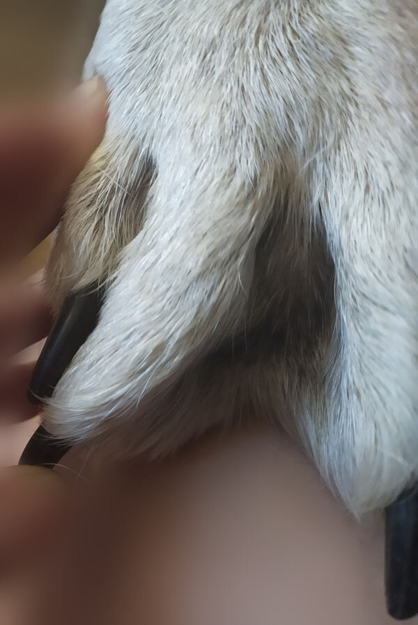 Лапа кане корсо