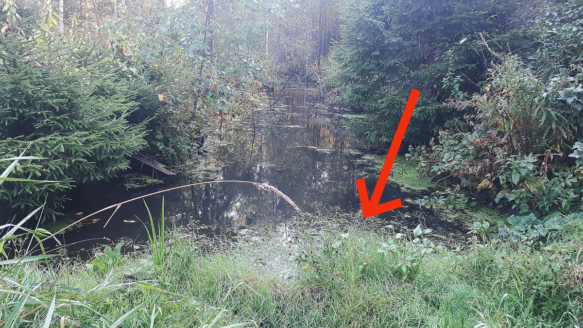 На фото полученный водоём на данный момент. Стрелка указывает на саму плотину (стою на ней и смотрю на канаву вверх по течению). Плотина, соответственно, поперёк канавы, сзади меня течёт всего лишь ручей.