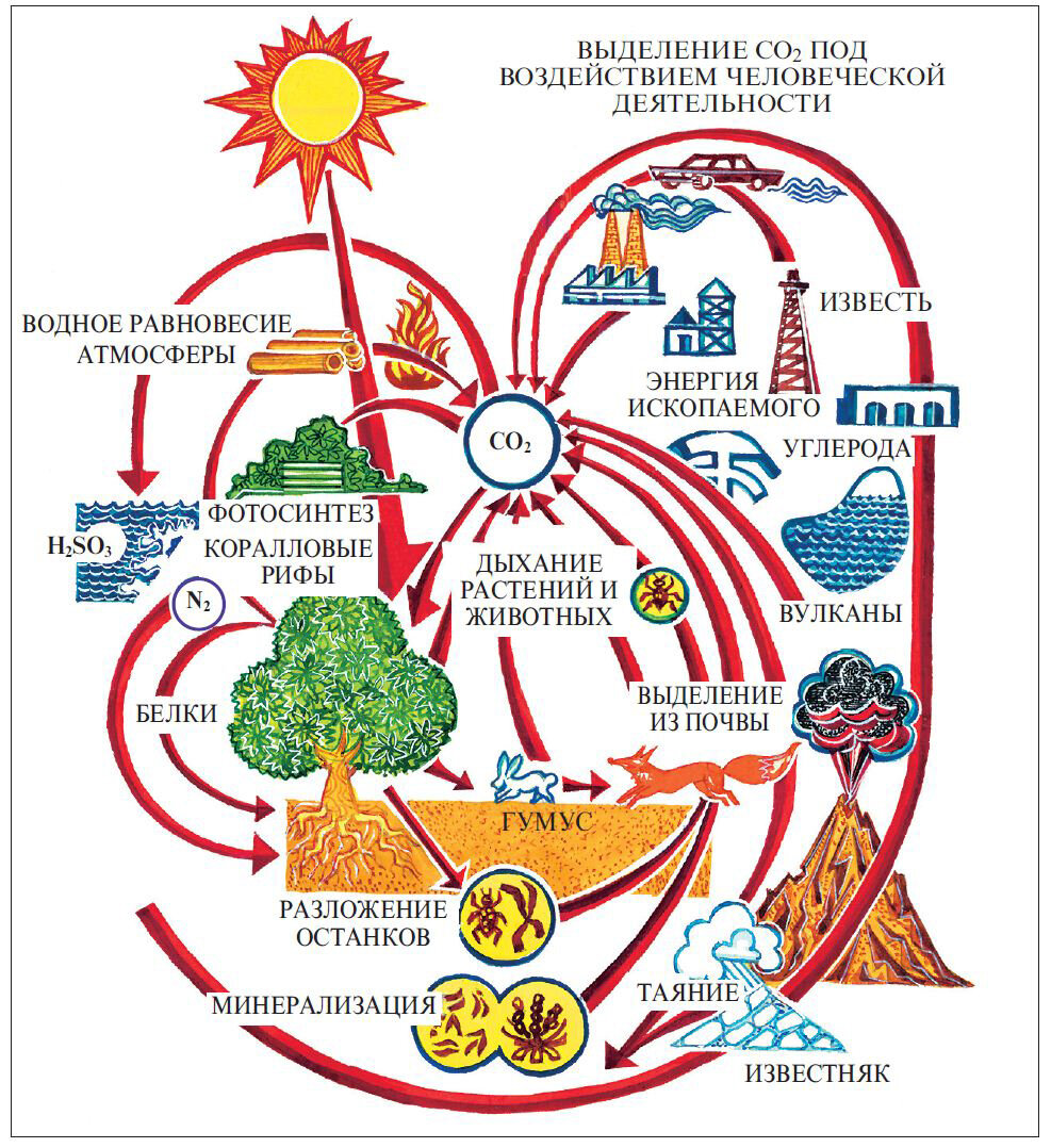 Схема круговорота углерода. Источник изображения: wikimedia.org