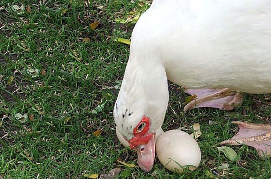 Все они делают так 