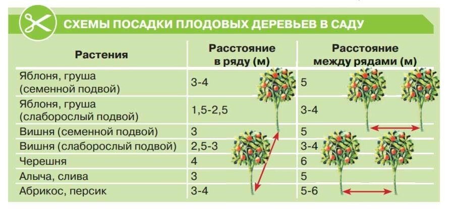 Пример планировки садового участка. Перечень растений