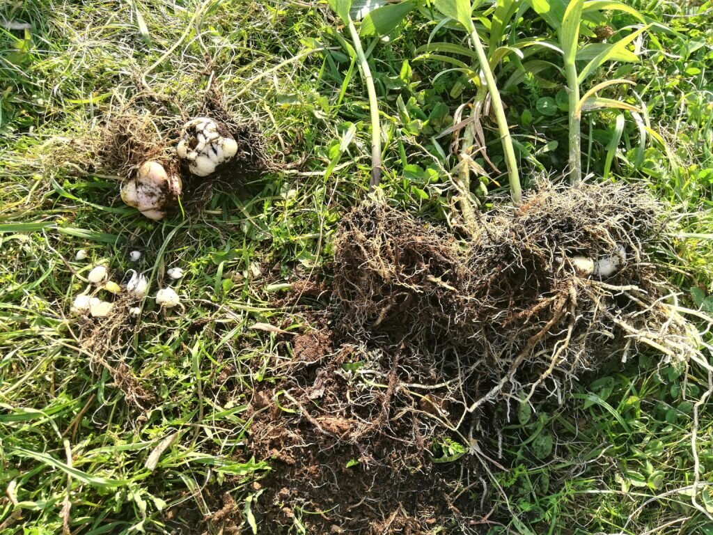 Выкапывают ли на зиму. Выкапывание лилий на зиму. Выкапывают ли на зиму. Луковицы тюльпаны нарциссы гиацинты. Выкапывают ли на зиму.