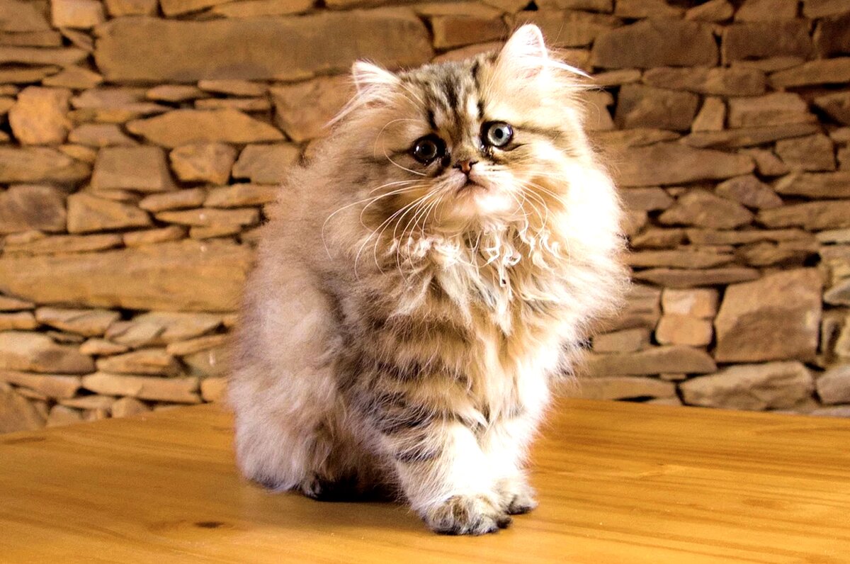 Наверное, самые домашние котики! 