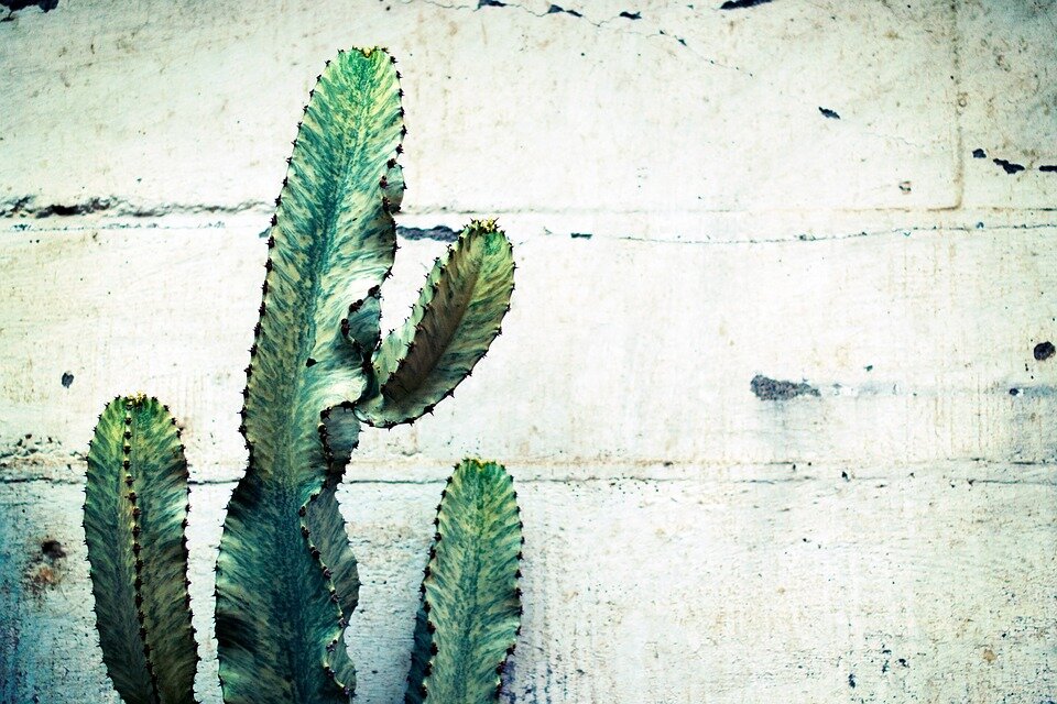 https://cdn.pixabay.com/photo/2017/08/06/21/48/cactus-2596696_960_720.jpg
