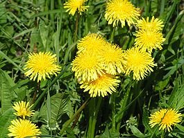 Сложноцветные — Asteraceae (Compositae).