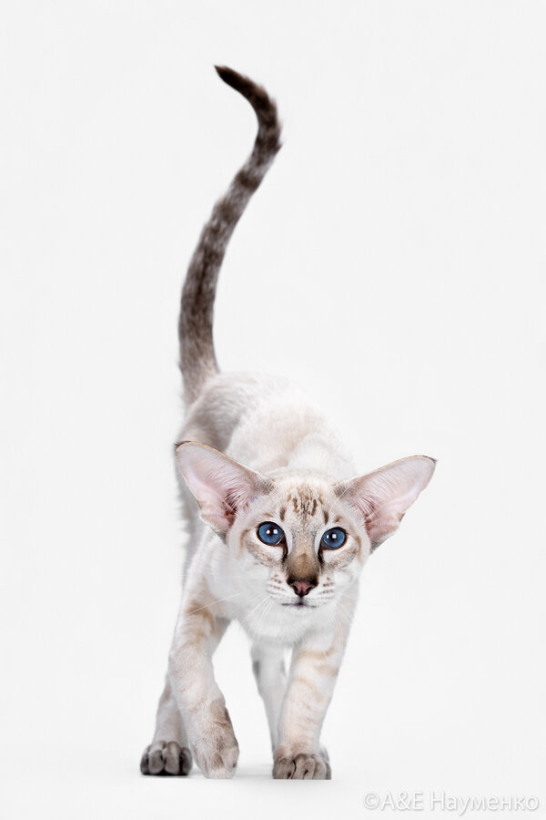 Сиамские котята требуют вашей ласки и внимания немного чаще чем остальные. Зато в их васильковых глазах можно утонуть. 