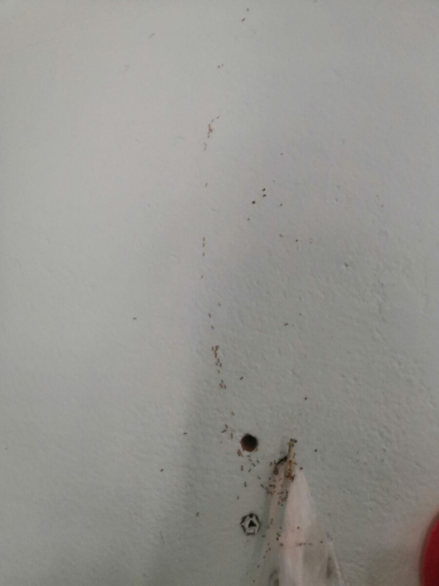 Пакет с мусором и муравьиной тропинкой