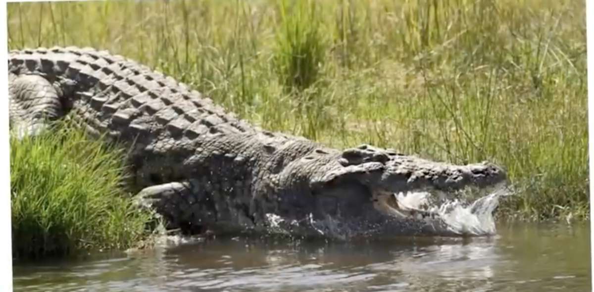 На берегах реки Рузизи в Бурунди скрывается чудовище почти мифических размеров - Густав, людоед-крокодил съел почти 400 человек! Он живёт уже более 60 лет и, его до сих пор никто не смог поймать!-1-3
