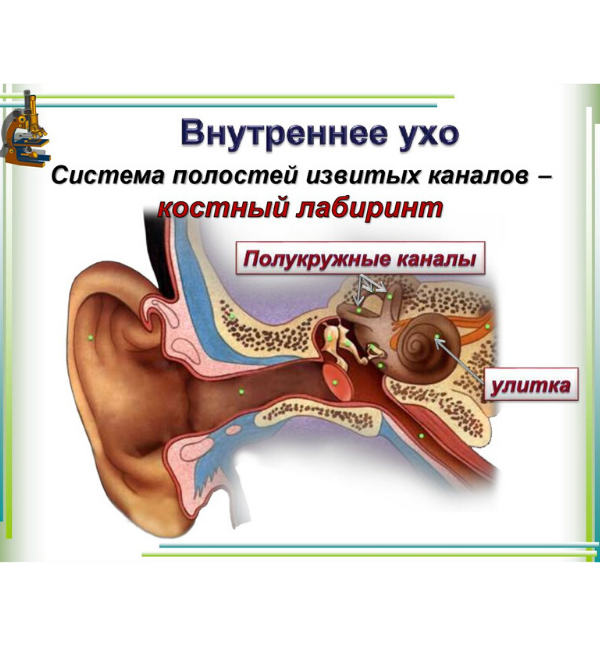 Строение внутреннего уха - yandex.ru/images/search?text=внутренне%20ухо&pos=3&img_url=https%3A%2F%2Fcf.ppt-online.org%2Ffiles%2Fslide%2Fh%2FHNrO51ZWVAhvnlwjzFcSJLpEQTRtbqiC4gysXU%2Fslide-11.jpg&rpt=simage