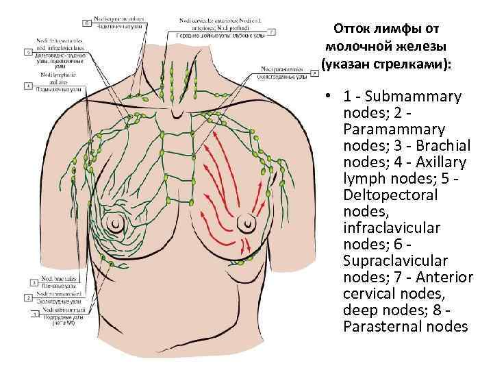 Венозный рисунок на грудной клетке