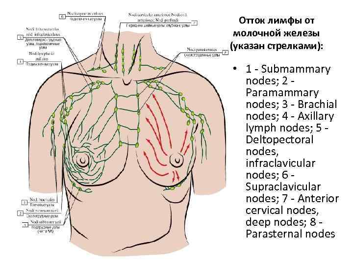 Схема лимфооттока от молочной железы