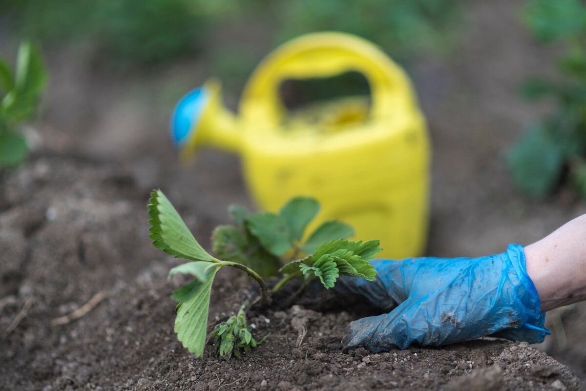 Пересадка клубники