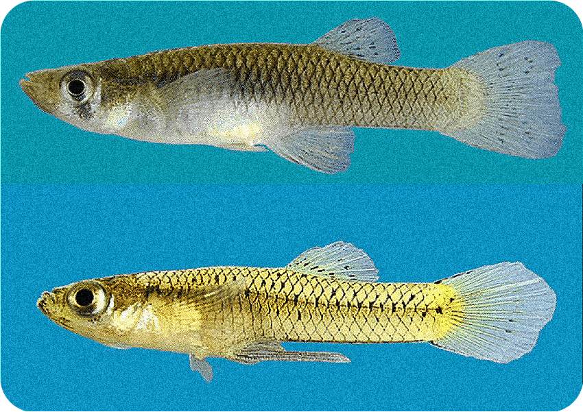 Самка гамбузии в верху, самец  гамбузии в низу