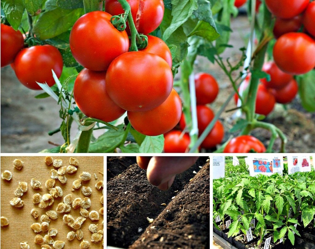 Фото взято с сайта https://otomate.ru/