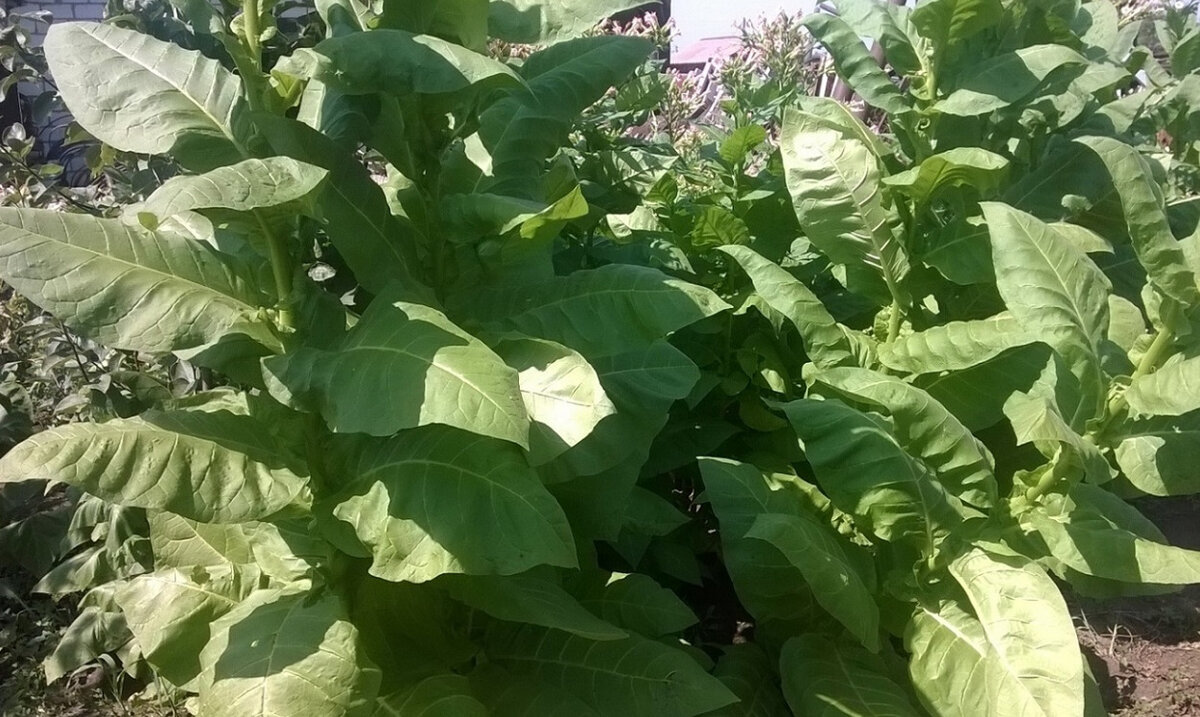 «Герцеговина Флора» - любимый табак Сталина.