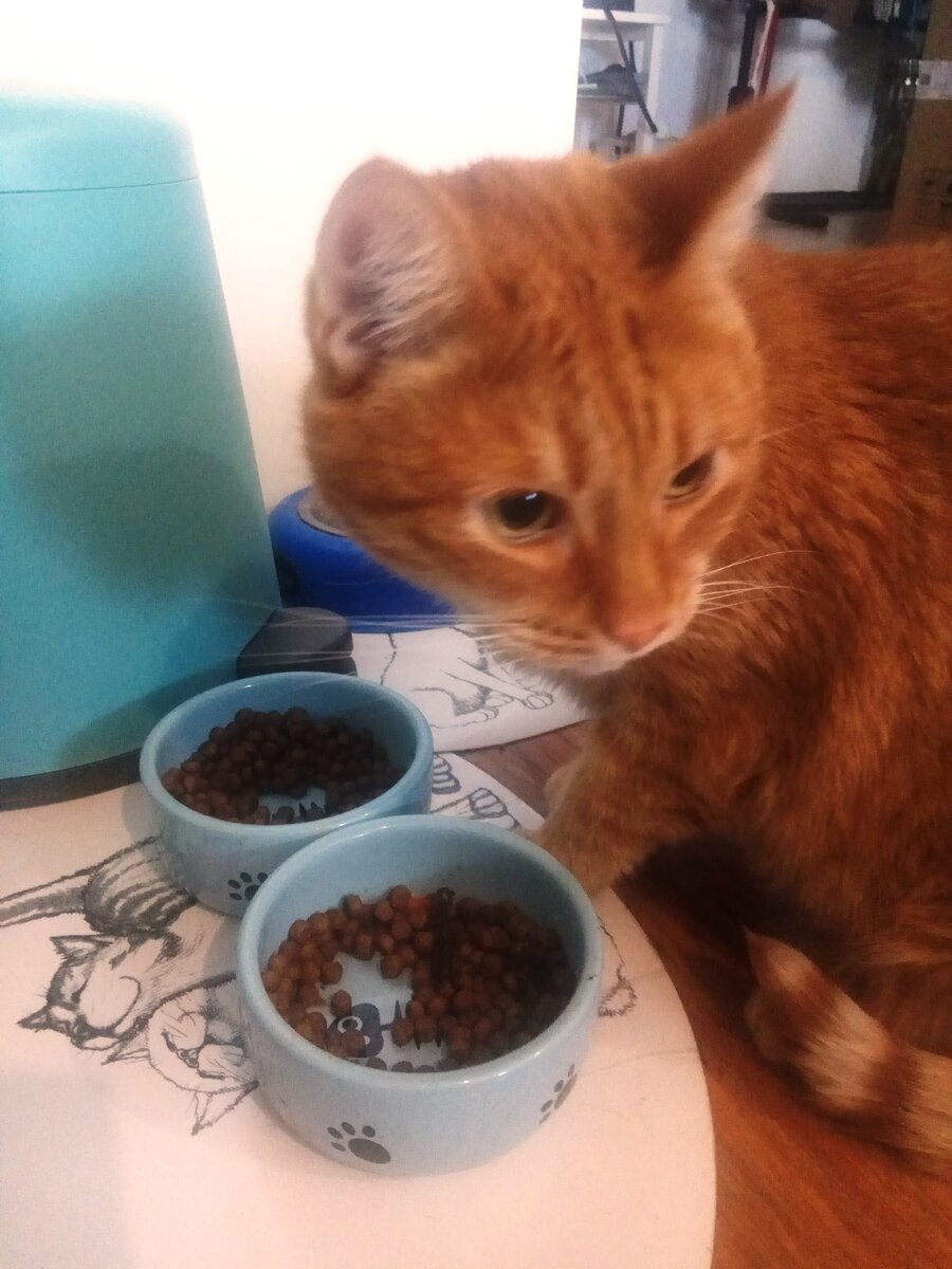 «Из двух мисок хомячит»