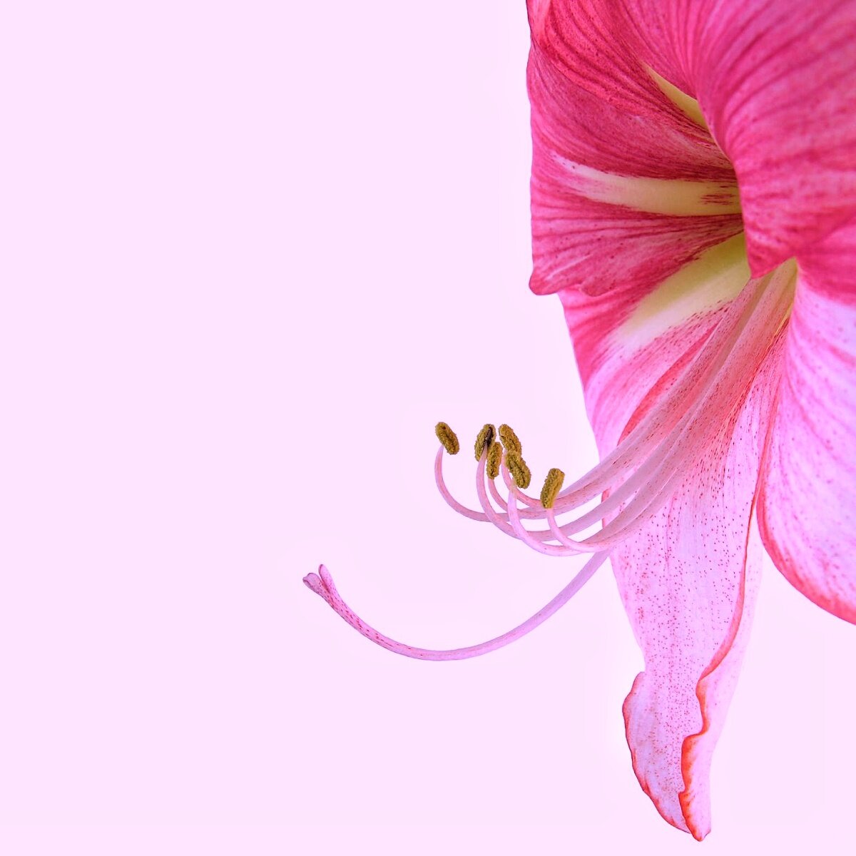 Рано или поздно разговор про «пестики и тычинки» должен произойти