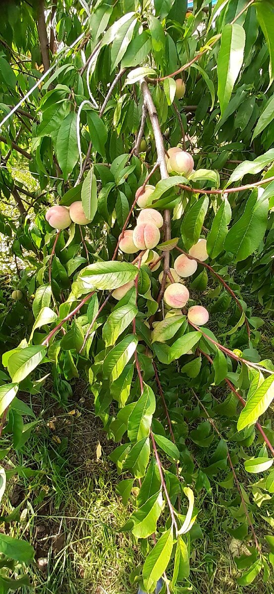 Персик Хасанский. Пермский край, г.Чайковский 🍑