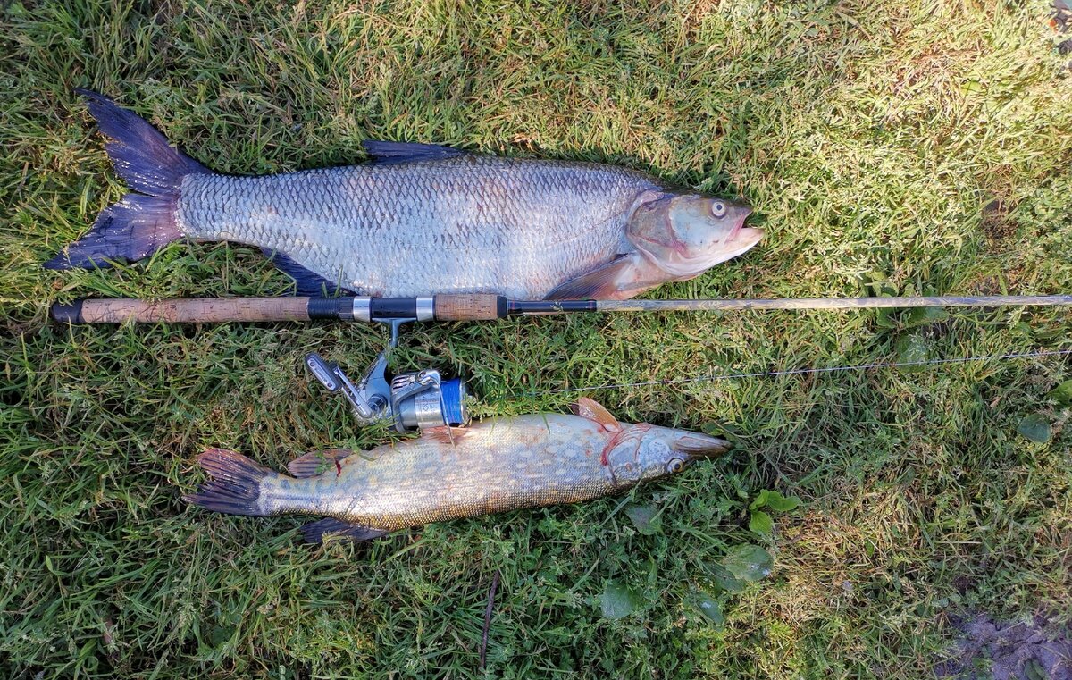 И здесь не подвела, жерех, 4,5 кг