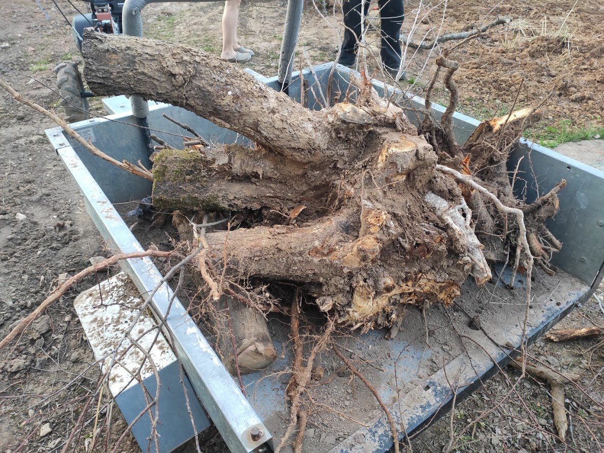 Протестировал эффективное механическое устройство для корчевания пней в ...