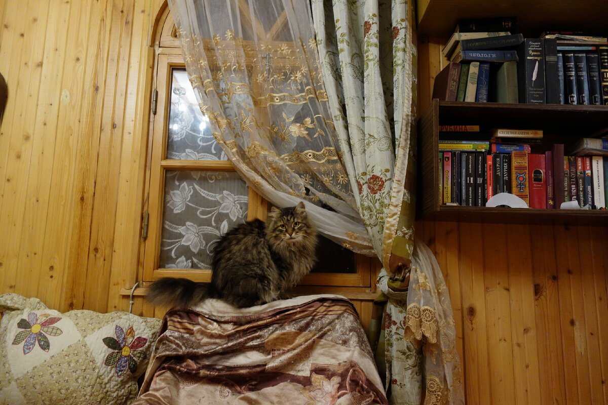 Это Емеля. Ждет, когда я открою окно и его выпущу.