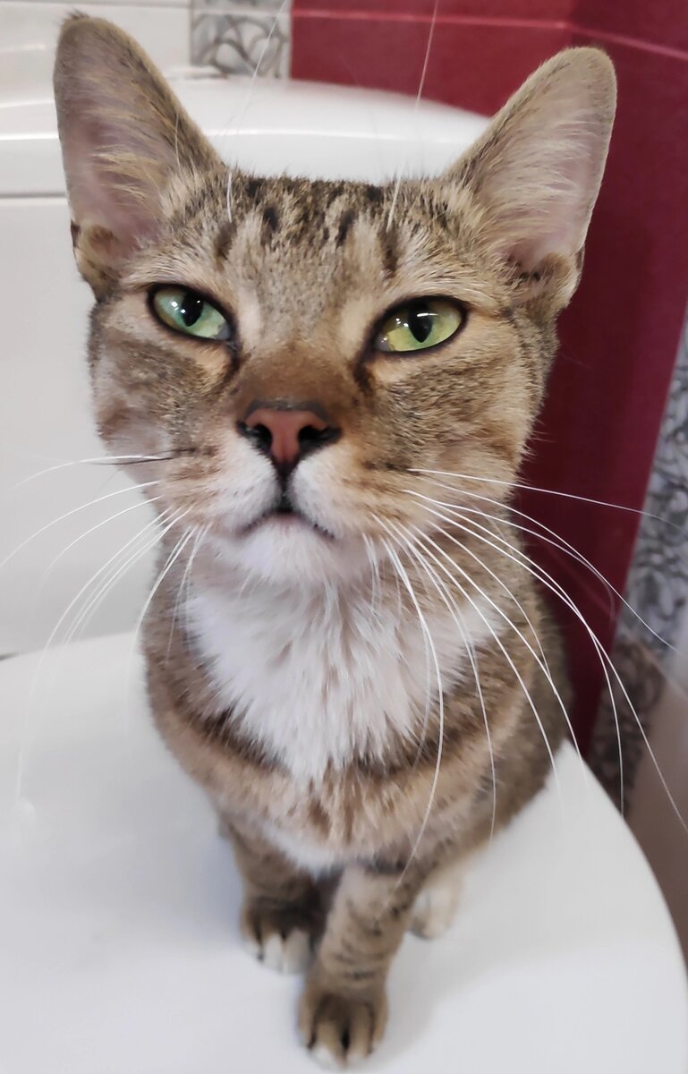 Тощая мордочка, тощий живот. Обезвоживание и неуёмная жажда. 