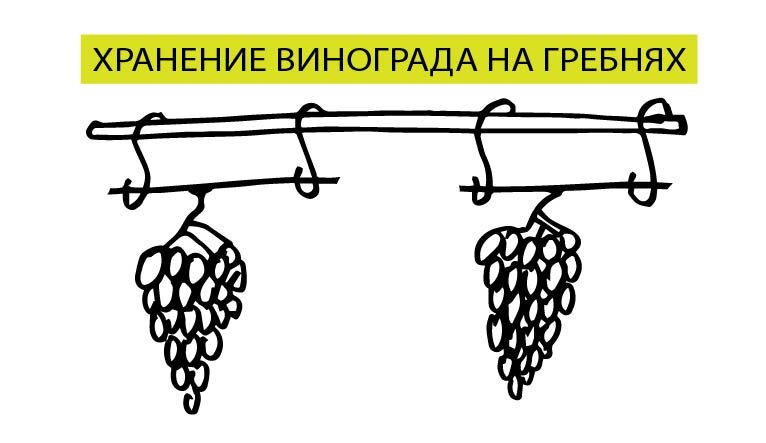 рисунок автора канала "Виноградник"