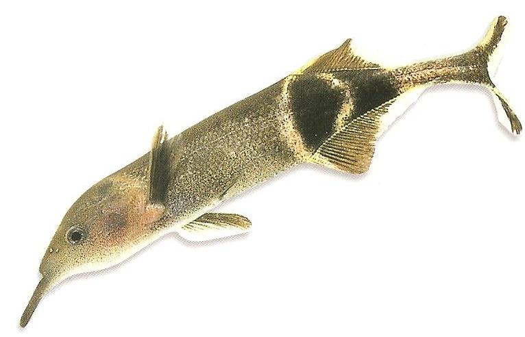 Гнатонем Петерса. Эта рыба использует электричество для ориентации в пространстве (Изображение billycorgan84, Public domain, via Wikimedia Commons)