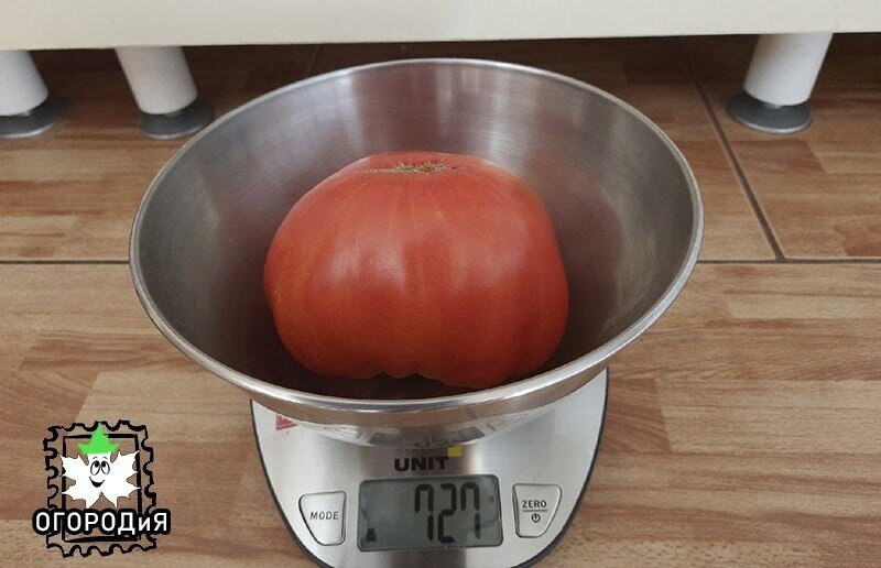 Томат Компания Daetwyler, всходы 9 марта, это первый плод, сняла 12 августа