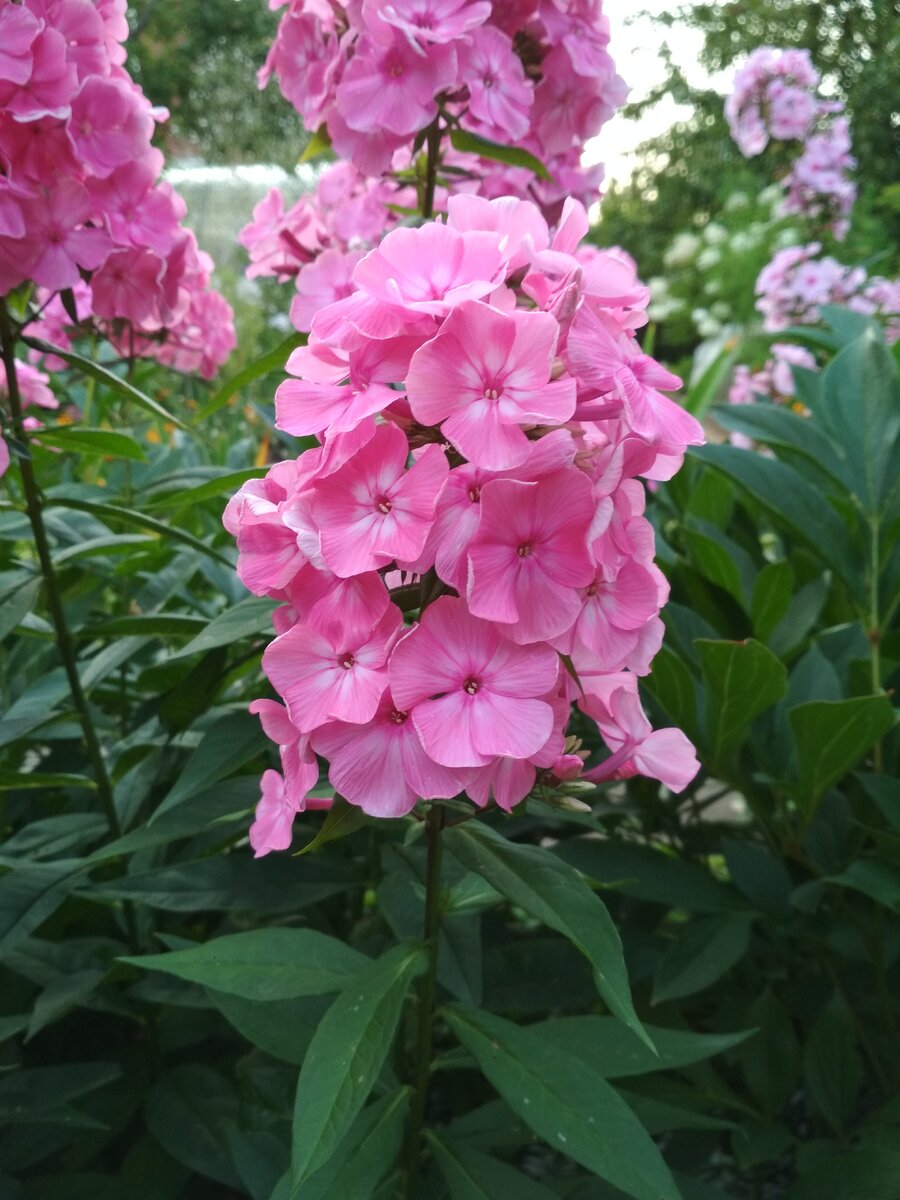 На фото внизу на листьях мелкие белые точки - начальная стадия заболевания.