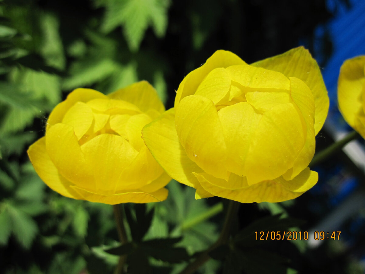 Trollius komarovii