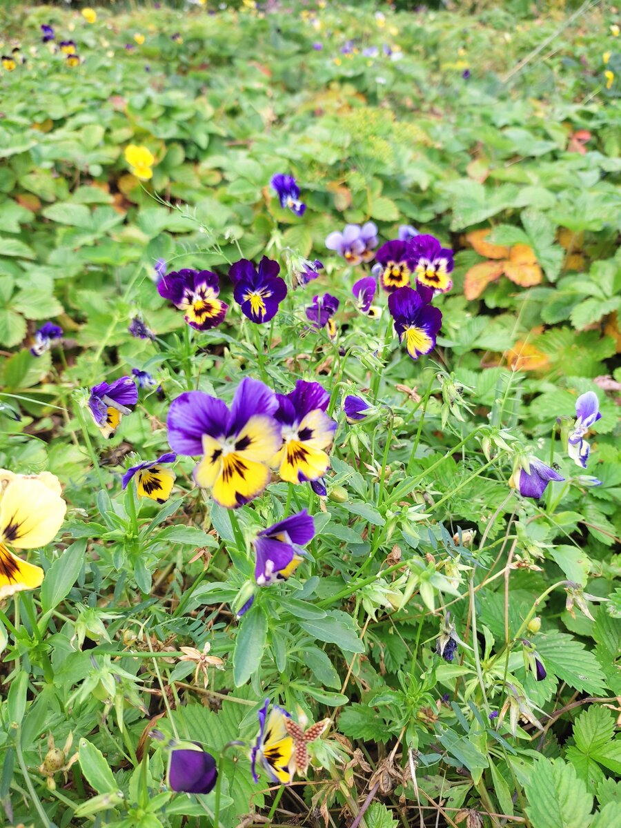 Захотелось мне сегодня немного летних красок добавить а не зимних