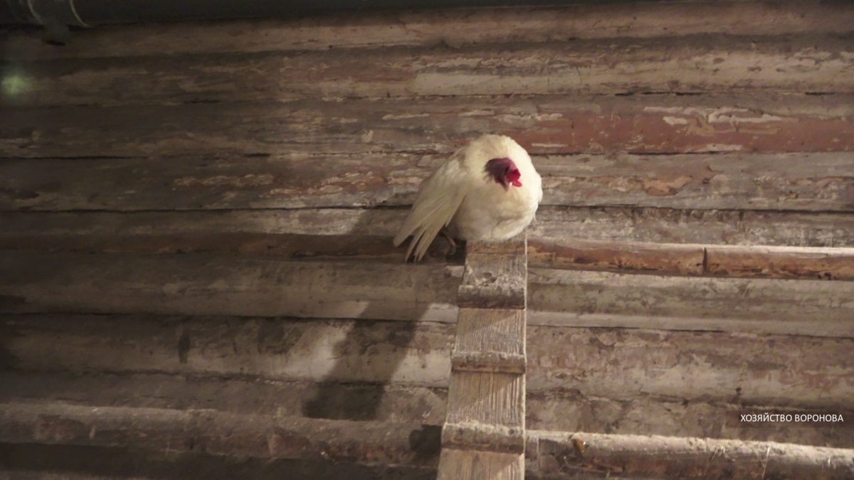 курица на насесте