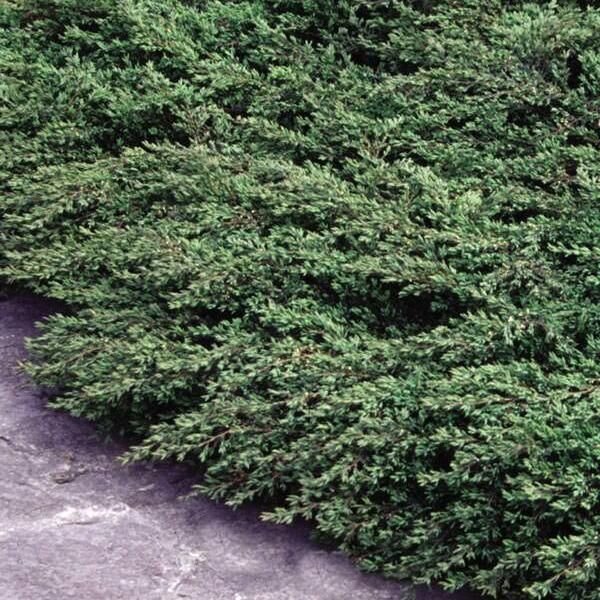 можжевельник прибрежный блю пасифик. можжевельник бартон. можжевельник обыкновенный бартон. можжевельник обыкновенный бартон. Juniperus communis barton.