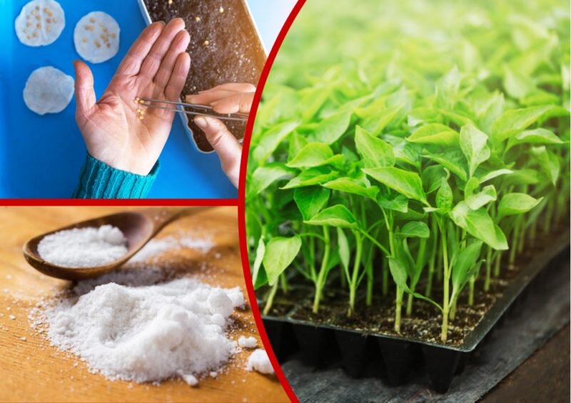 Перец на рассаду