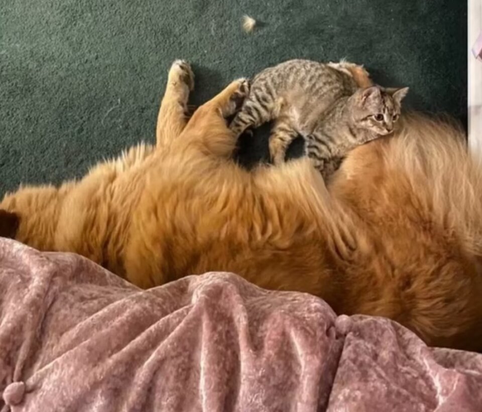 Осторожно! Милота фото зашкаливает